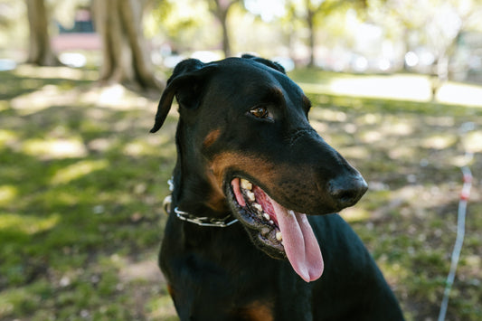 Vol 1: Things To Do With Your Pup