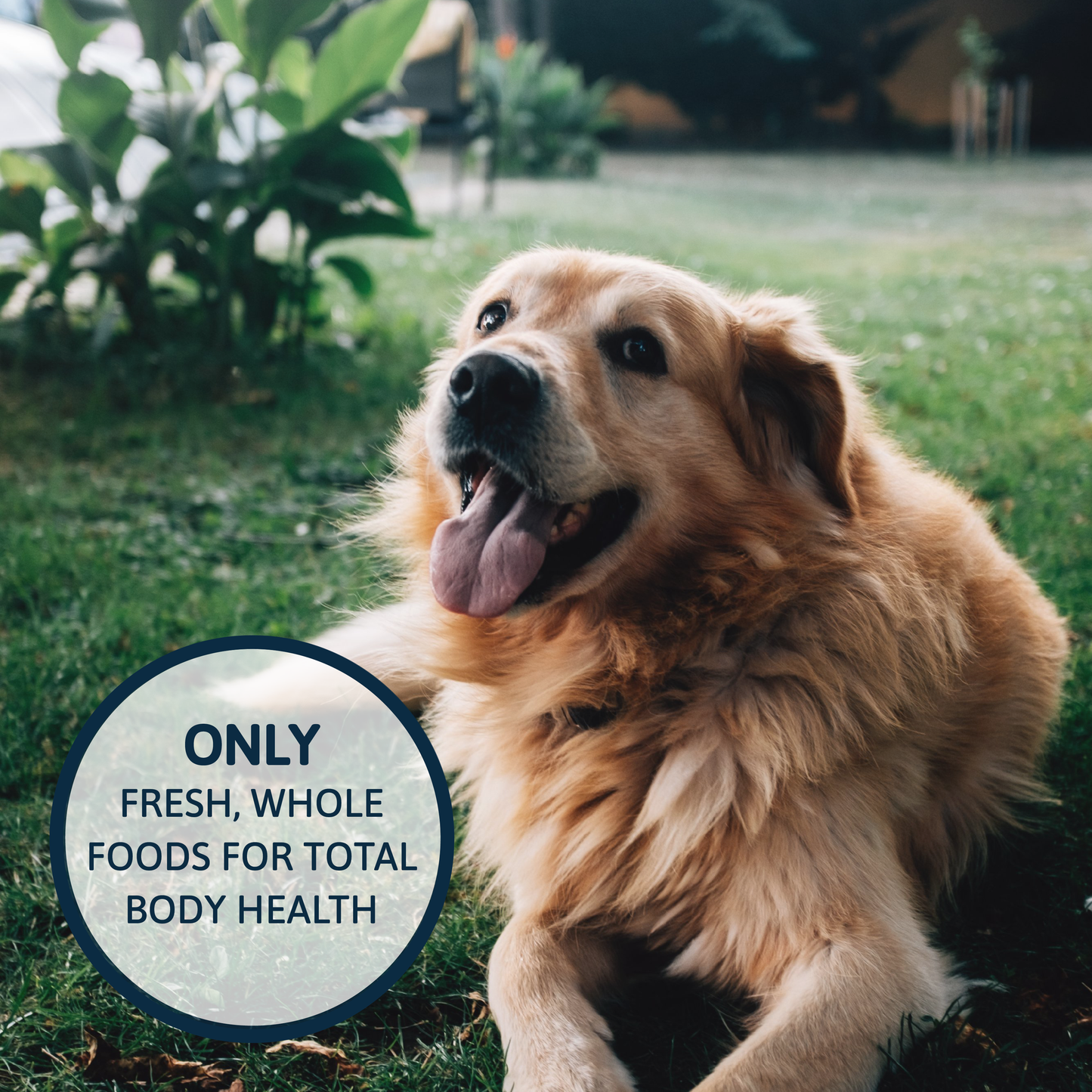 Dog Food - Chicken