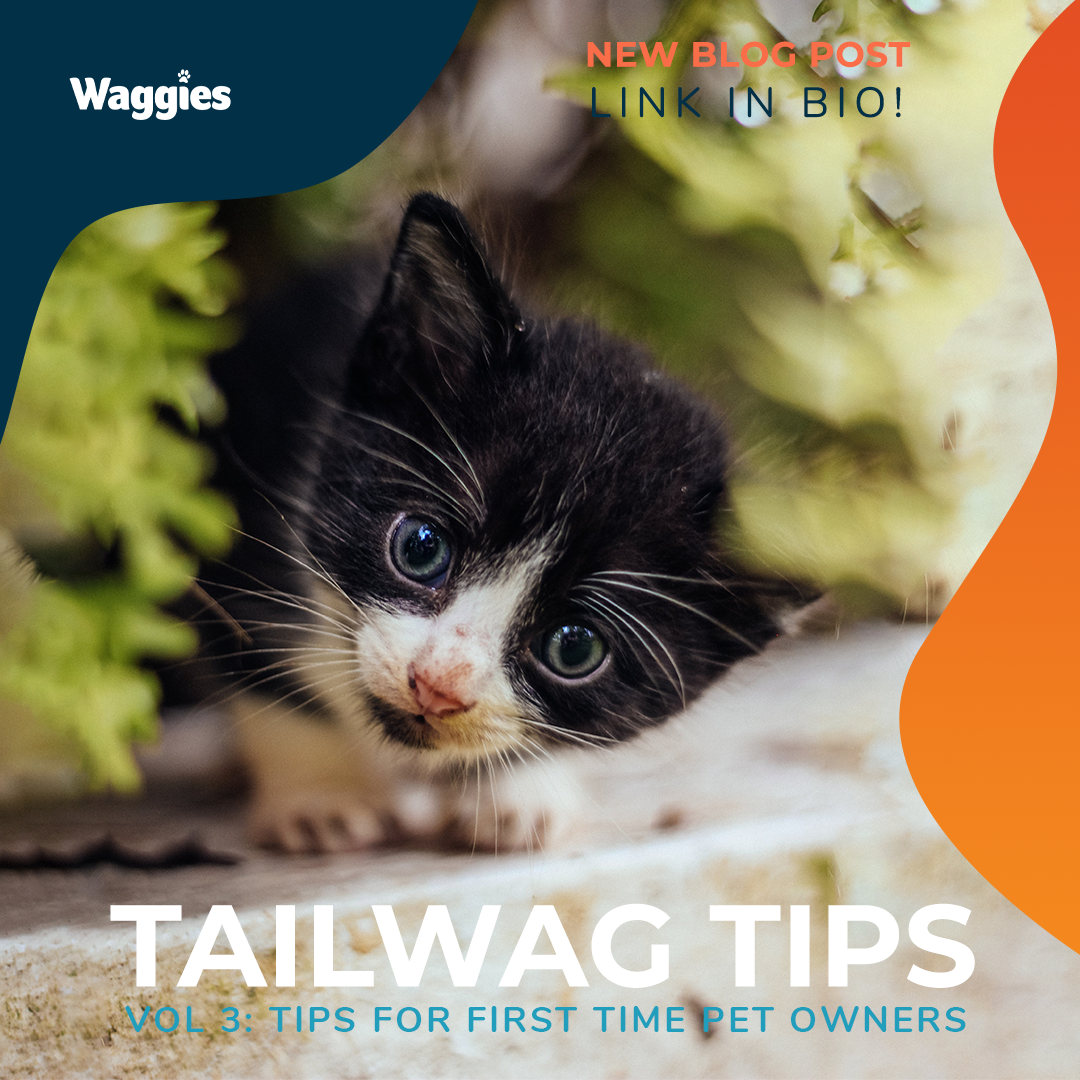 Vol 3: Tips for First Time Pet Owners